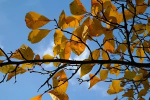 A tree branch displaying yellow leaves during Autumn against a blue sky.