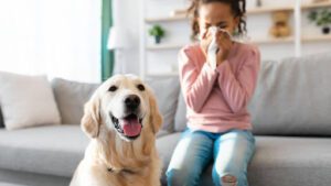 duct cleaning, allergies, Top Notch Heating, Cooling, & Plumbing, Kansas City, 2025
