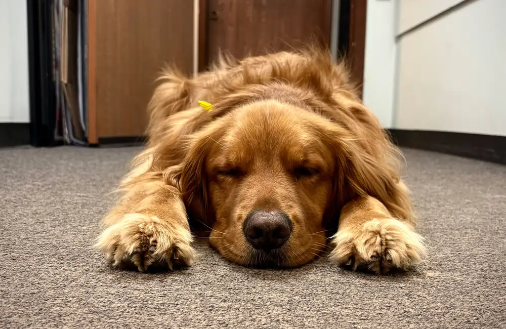 Top Notch Heating, Cooling & Plumbing’s mascot: Finn the golden retriever.