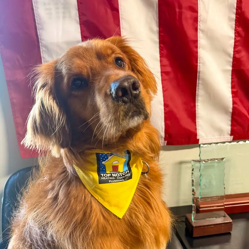 Top Notch Heating Cooling & Plumbing dog Finn in front of an American flag